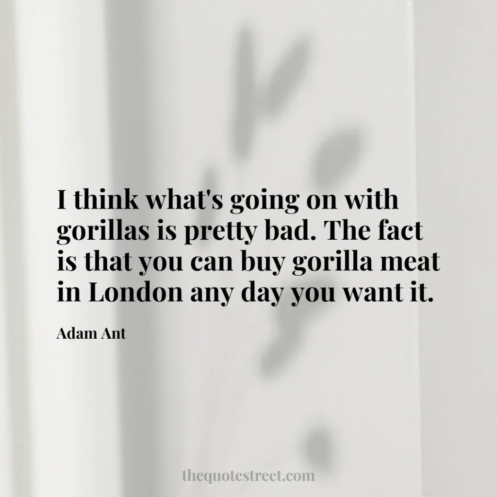 I think what's going on with gorillas is pretty bad. The fact is that you can buy gorilla meat in London any day you want it. - Adam Ant