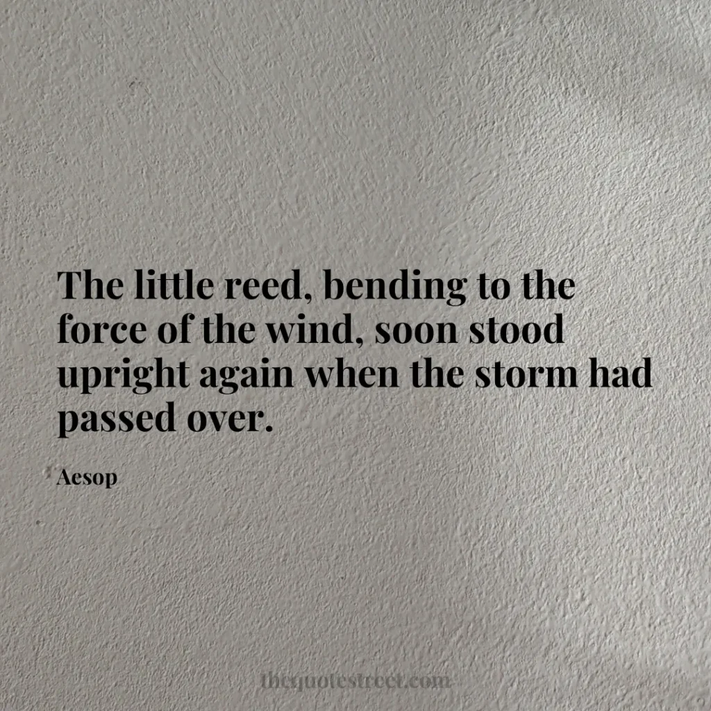 The little reed
